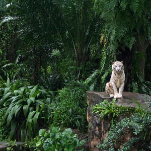 white tiger