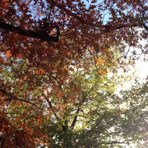 A Fall Day in the Woods