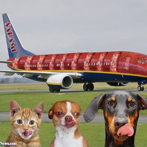 Salami-Airlines--106086.jpg