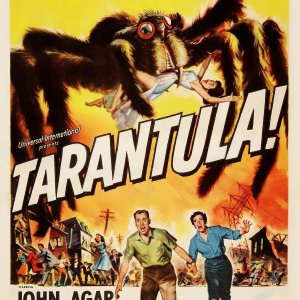 Tarantula.jpg