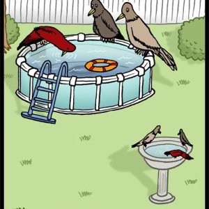 BirdBathPool.jpg