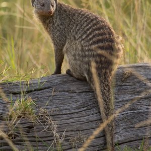 Banded_Mongoose_on_a_log.jpg