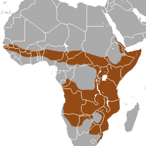 Banded_Mongoose_area.png