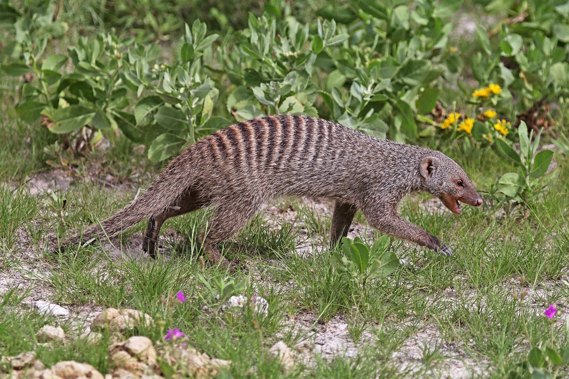 1920px-Banded_mongoose_(Mungos_mungo).jpg