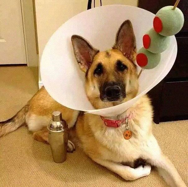 funny-pet-cones-creative-elizabethan-collars-8.jpg