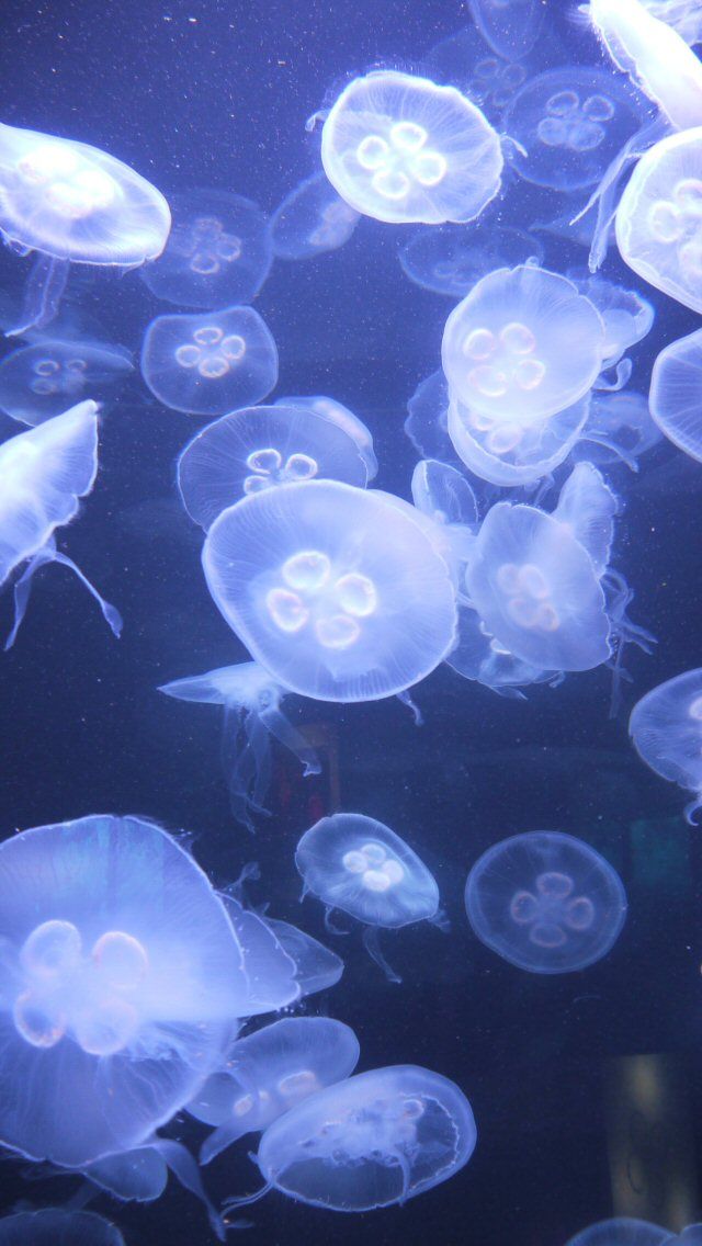 Jellyfish