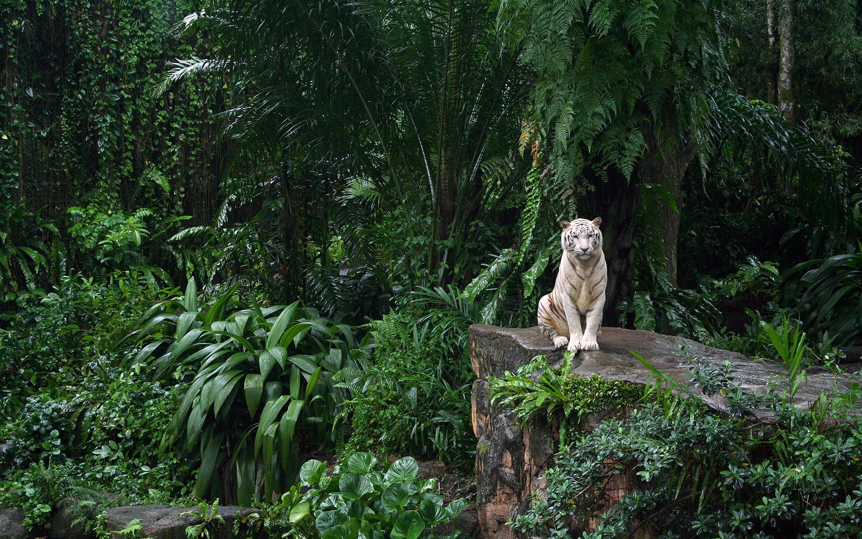 white tiger